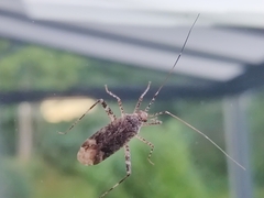 Phytocoris longipennis