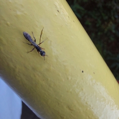 Pseudomyrmex