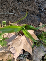 Chloraea membranacea