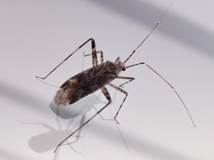 Phytocoris longipennis