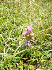 Gentianella