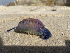 Physalia physalis