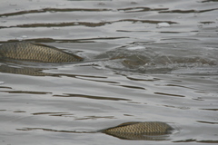 Cyprinus