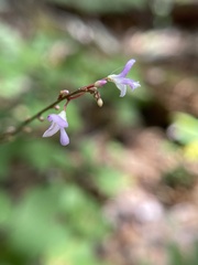 Hylodesmum nudiflorum