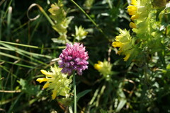 Allium rotundum jajlae