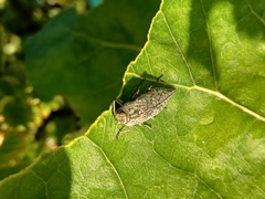 Buprestidae