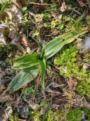 Chloraea membranacea