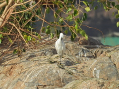 Egretta garzetta