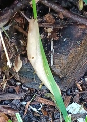 Deroceras reticulatum