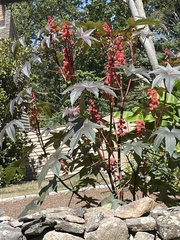 Ricinus communis
