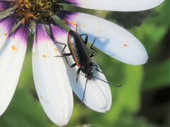 Neoeutrapela