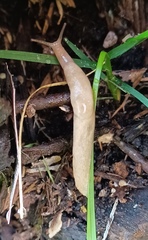 Deroceras reticulatum