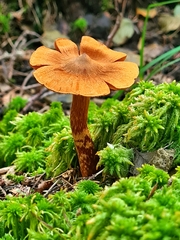 Cortinarius rubellus