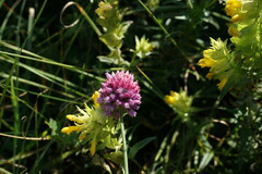 Allium rotundum jajlae