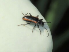 Neoeutrapela