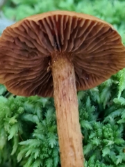 Cortinarius rubellus