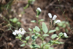 Heliotropium europaeum