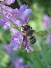 Megachile