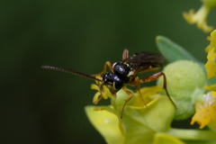Ichneumonidae