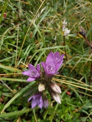 Gentianella