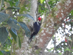 Dryocopus lineatus