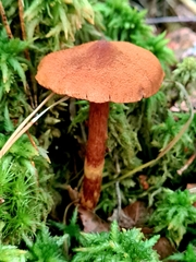 Cortinarius rubellus