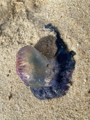 Physalia physalis