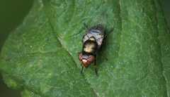 Physiphora alceae