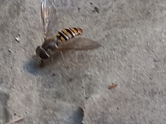 Episyrphus balteatus