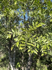 Ptaeroxylon obliquum