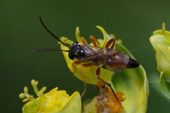 Ichneumonidae