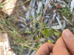 Lotus uliginosus