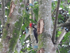 Dryocopus lineatus
