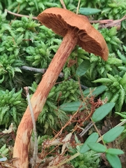 Cortinarius rubellus