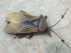 Pachylis gigas