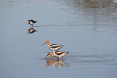 Recurvirostra americana