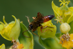 Ichneumonidae
