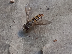 Episyrphus balteatus