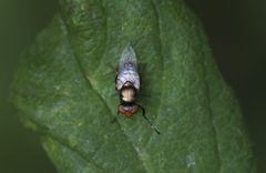 Physiphora alceae