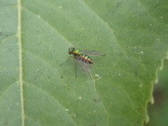 Condylostylus caudatus