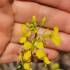 Rhamphospermum nigrum