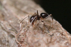 Nylanderia