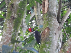 Dryocopus lineatus