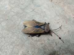 Pachylis gigas