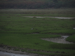 Haematopus ostralegus