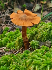 Cortinarius rubellus