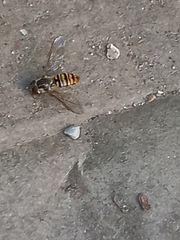 Episyrphus balteatus