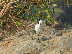 Egretta garzetta