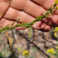 Rhamphospermum nigrum