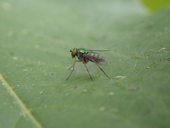 Condylostylus caudatus